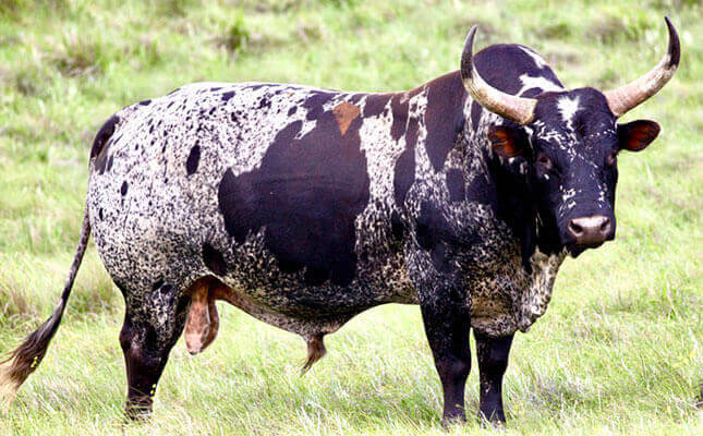 Top 10 Most Profitable Cattle Breeds in South Africa (2026 Guide)